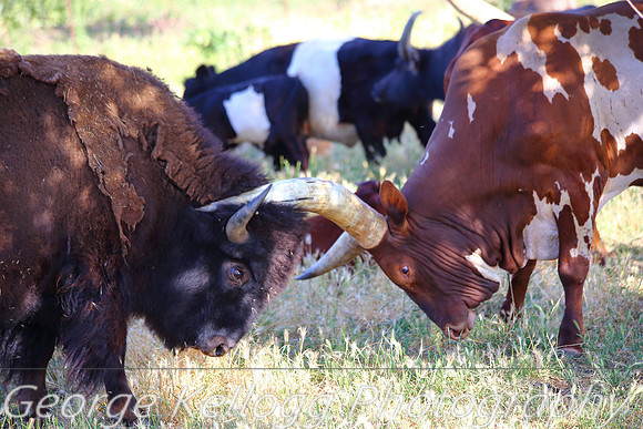 Bison Bull and Ankole- Watusi Bull (3)