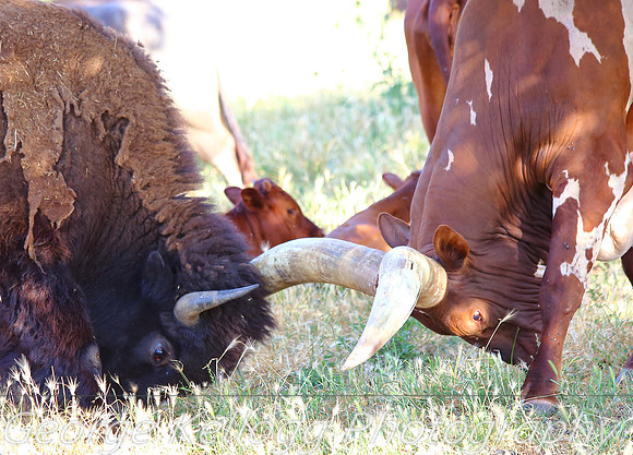 Bison Bull and Ankole- Watusi Bull (7)