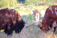 Bison Bull and Ankole-Watusi Bull (2)