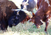 Bison Bull and Ankole-Watusi Bull (5)