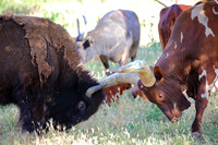 Bison Bull and Ankole-Watusi Bull (6)