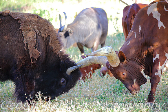 Bison Bull and Ankole-Watusi Bull (6)