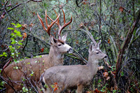 Buck and Juvenile Deer