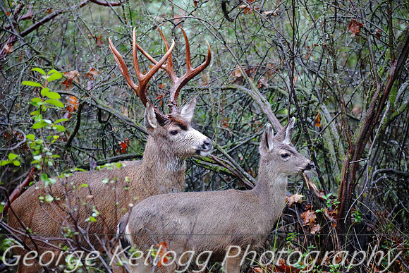 Buck and Juvenile Deer