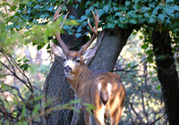 Buck looking back