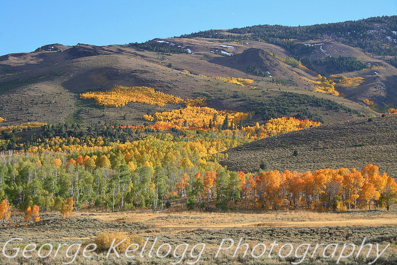 Sierra Nevada Aspens