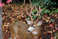 Buck In Diamond Springs 2014