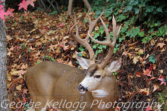 Buck In Diamond Springs 2014