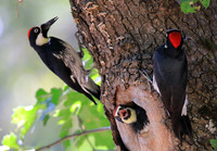 Acorn Woodpecker Family