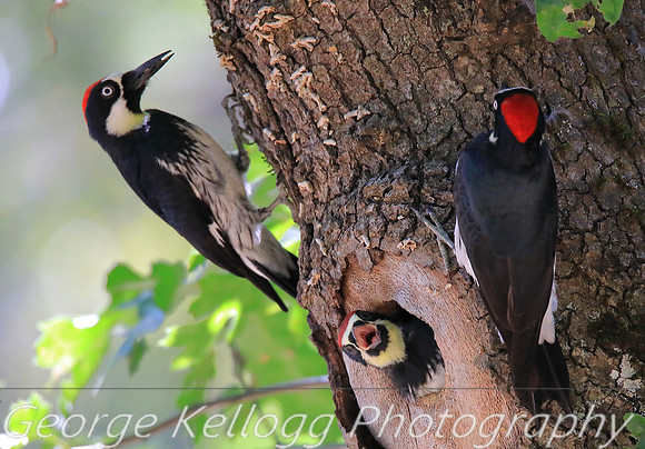 Acorn Woodpecker Family
