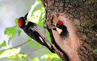 Acorn Woodpecker Nest
