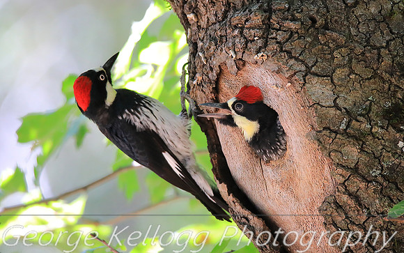 Acorn Woodpecker Nest