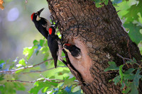 Acorn Woodpecker