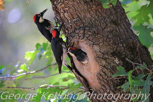 Acorn Woodpecker