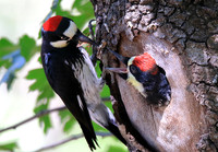 Acorn Woodpecker