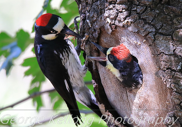 Acorn Woodpecker