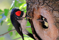Acorn Woodpecker