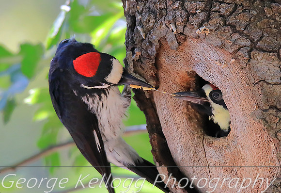 Acorn Woodpecker