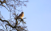 American Kestrel Copperopolis CA