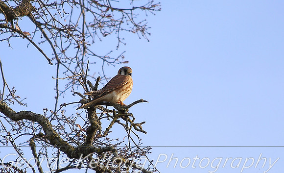 American Kestrel Copperopolis CA