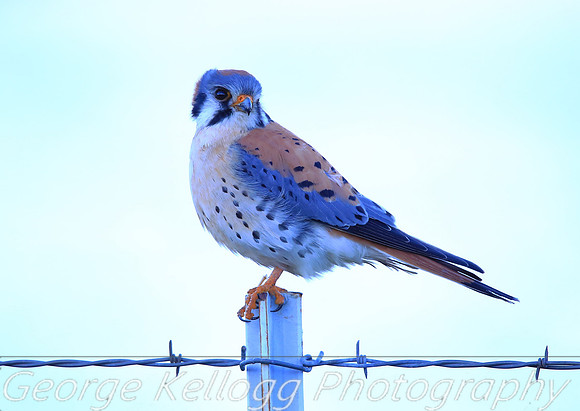 American Kestrel Salt Springs