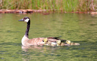 Baby Geese