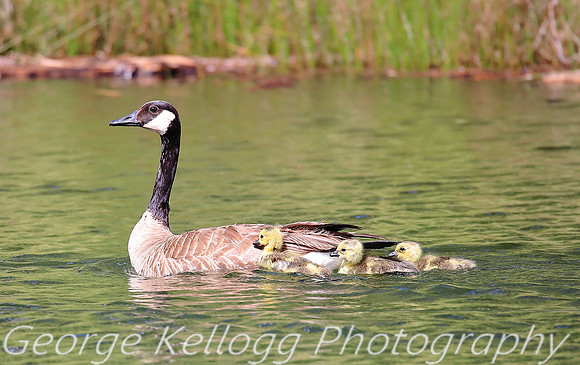 Baby Geese