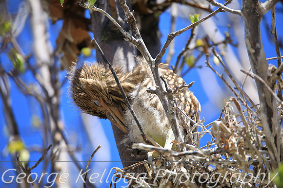 Baby Night Heron