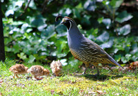 Baby Quail