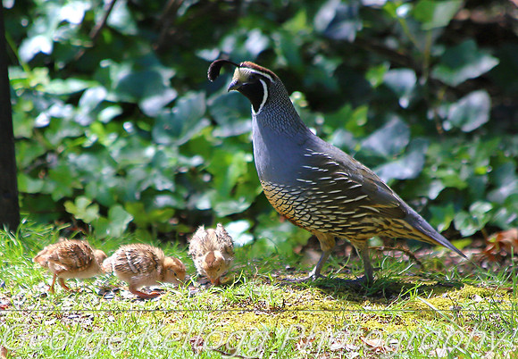 Baby Quail
