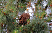 Bald Eagel Pardee