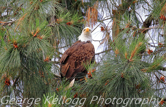 Bald Eagel Pardee