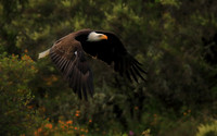 Bald Eagle (1)