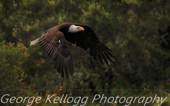 Bald Eagle (1)