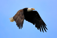 Bald Eagle (2)