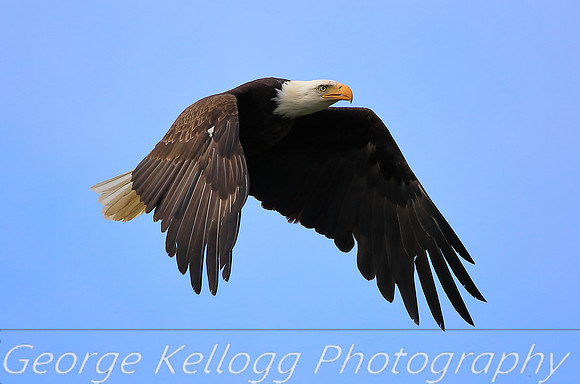 Bald Eagle (2)