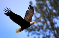 Bald Eagle (3)