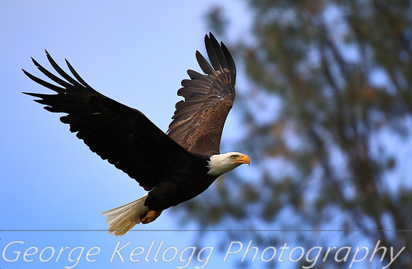 Bald Eagle (3)