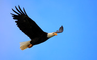Bald Eagle (4)