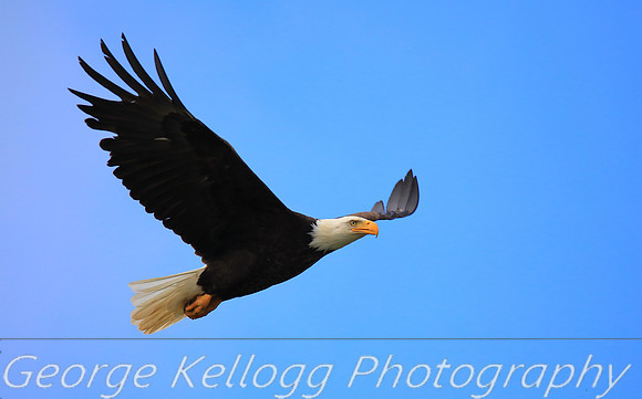 Bald Eagle (4)