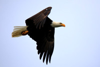 Bald Eagle (5)