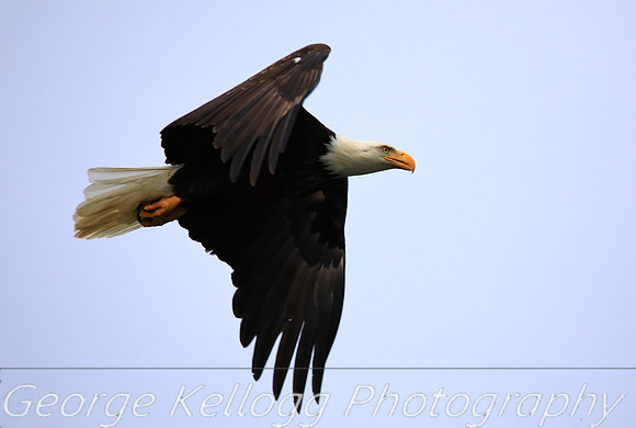 Bald Eagle (5)