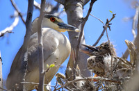 Black-Crowned Night Heron feeding time