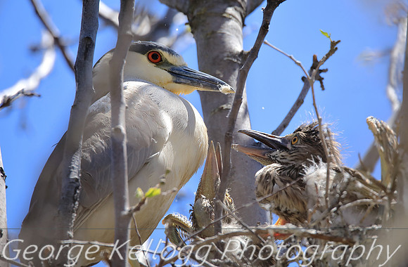 Black-Crowned Night Heron feeding time