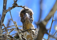 Black-crowned Night-Heron juvenile