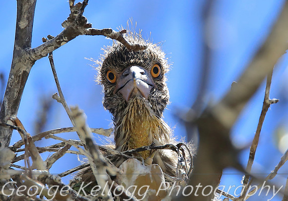 Black-crowned Night-Heron juvenile