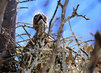 Black-crowned Night-Heron juvenile