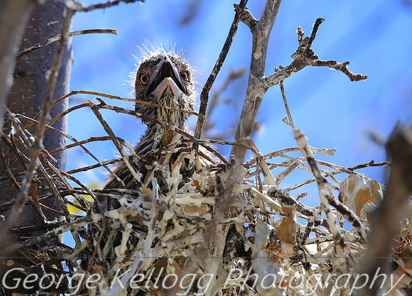 Black-crowned Night-Heron juvenile