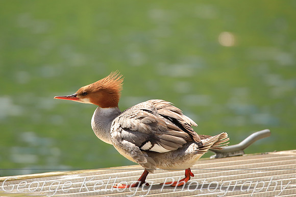 Common Merganser