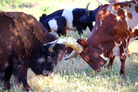 Bison Bull and Ankole- Watusi Bull (3)